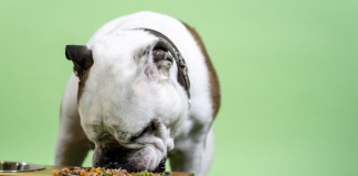 สถานการณ์ตลาดอาหารสัตว์ในสหราชอาณาจักรหลังจาก COVID-19