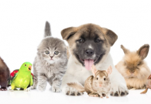 เทรนด์อาหารสัตว์เลี้ยงในสหราชอาณาจักร