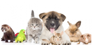 เทรนด์อาหารสัตว์เลี้ยงในสหราชอาณาจักร